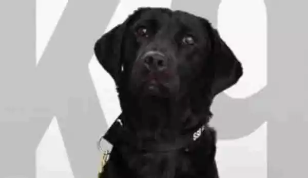 Bomb-sniffing Dog Sacked by the CIA